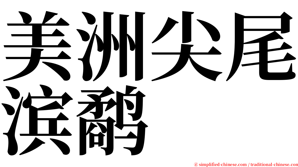 美洲尖尾滨鹬 serif font