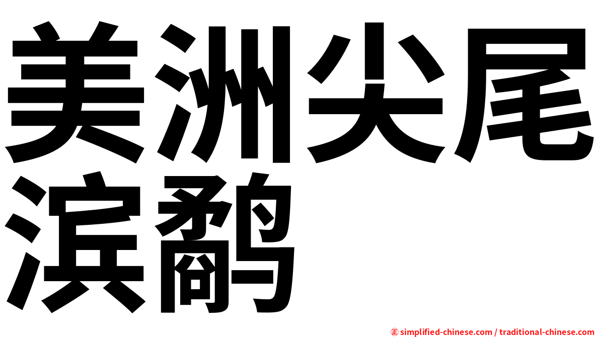 美洲尖尾滨鹬