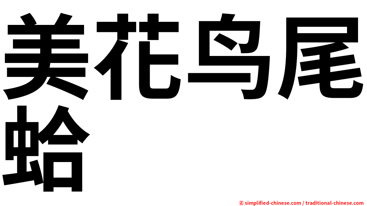 美花鸟尾蛤