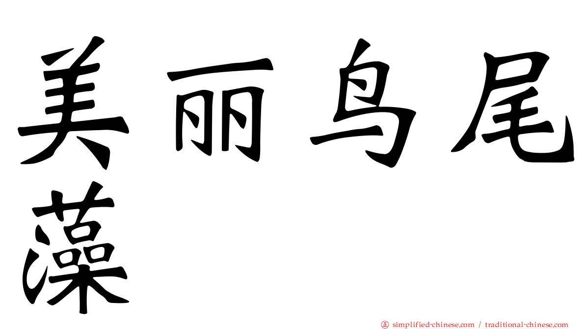 美丽鸟尾藻