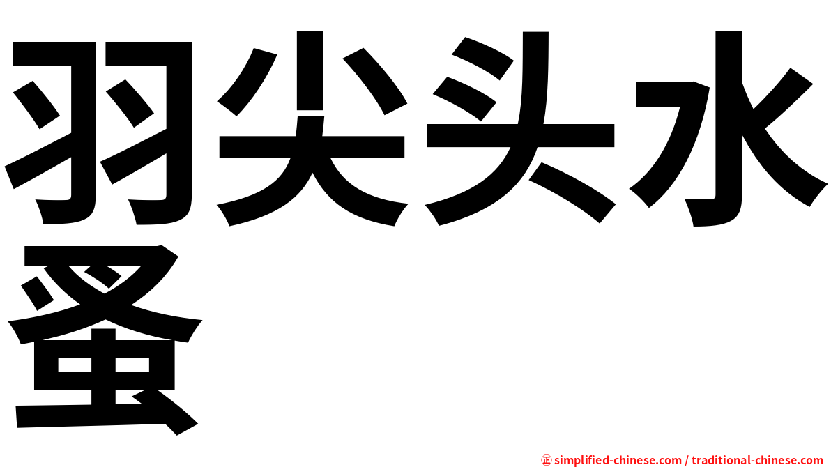 羽尖头水蚤