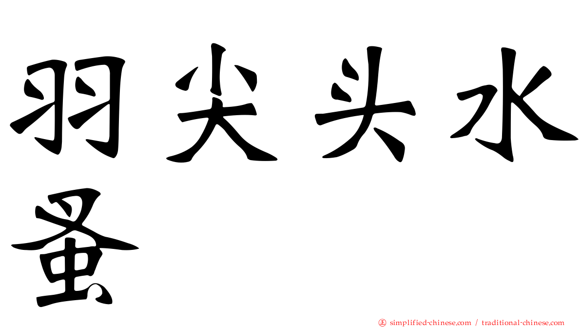 羽尖头水蚤