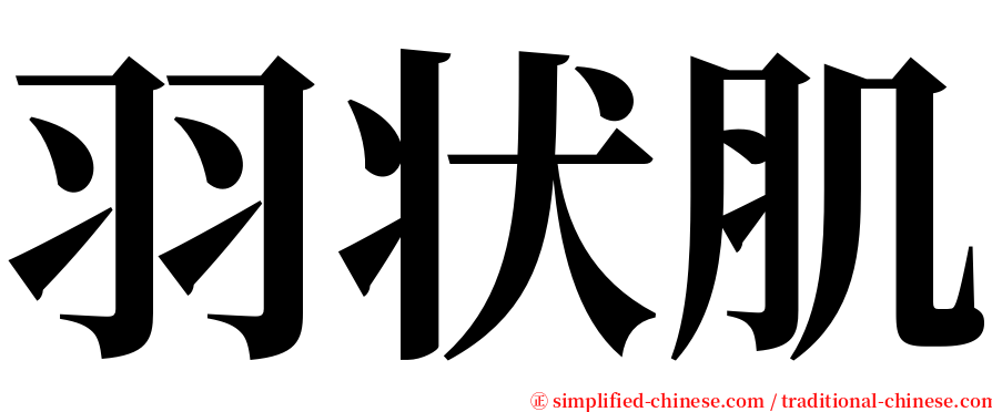 羽状肌 serif font