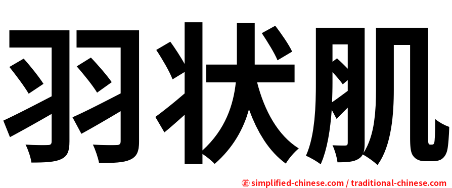 羽状肌