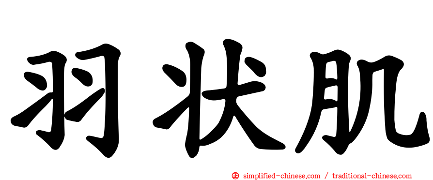 羽状肌