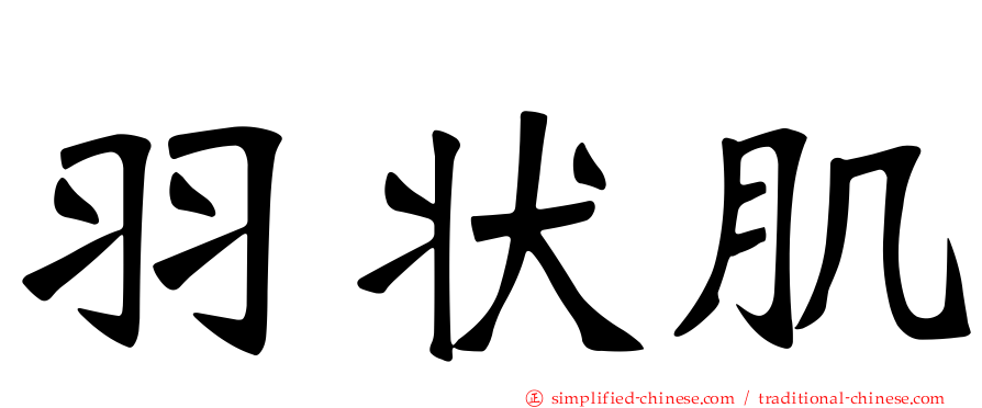 羽状肌
