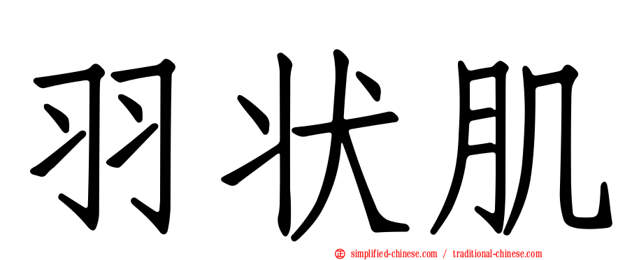 羽状肌