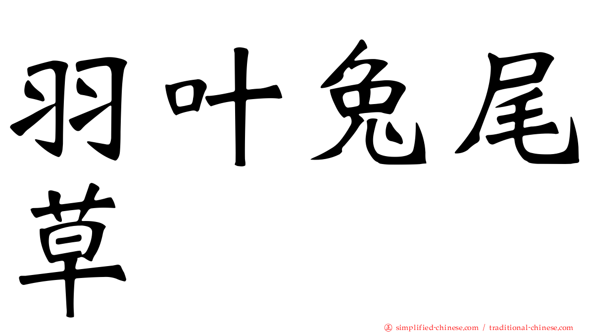 羽叶兔尾草