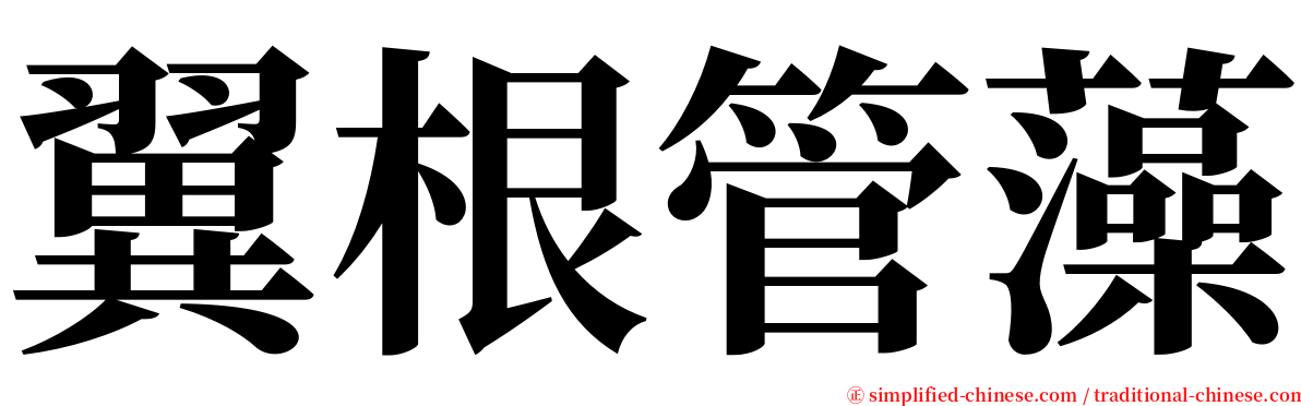 翼根管藻 serif font