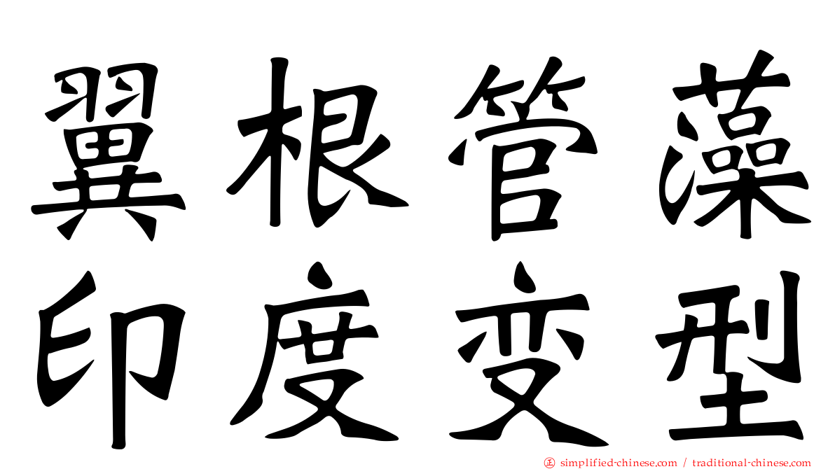 翼根管藻印度变型