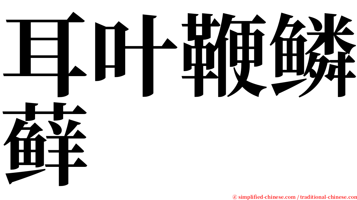 耳叶鞭鳞藓 serif font