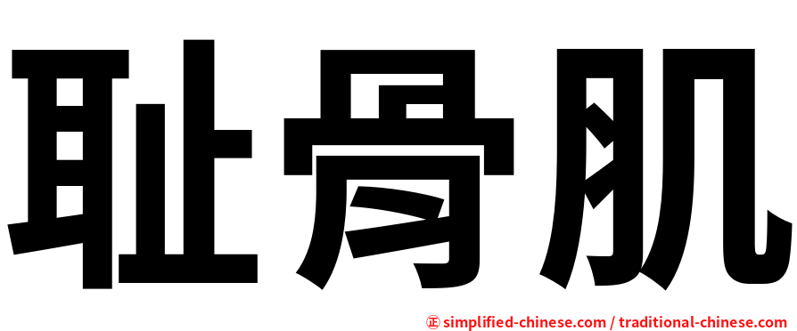 耻骨肌