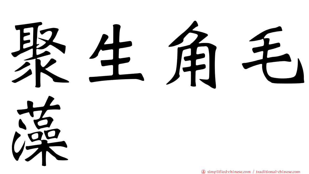聚生角毛藻