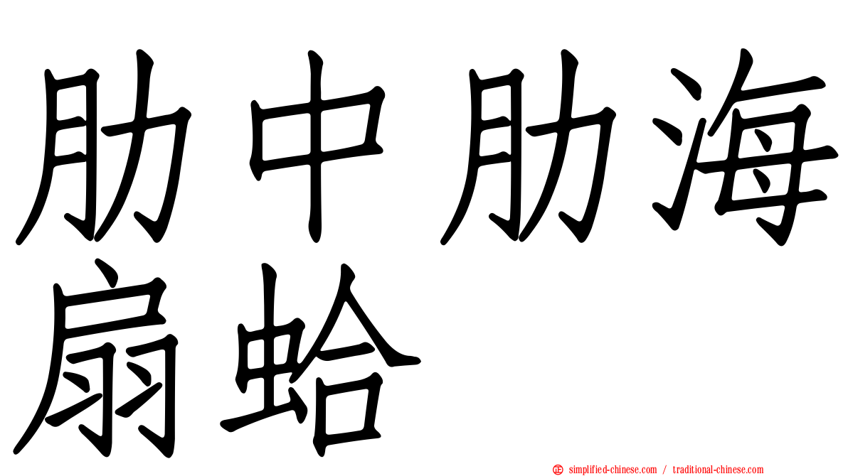 肋中肋海扇蛤