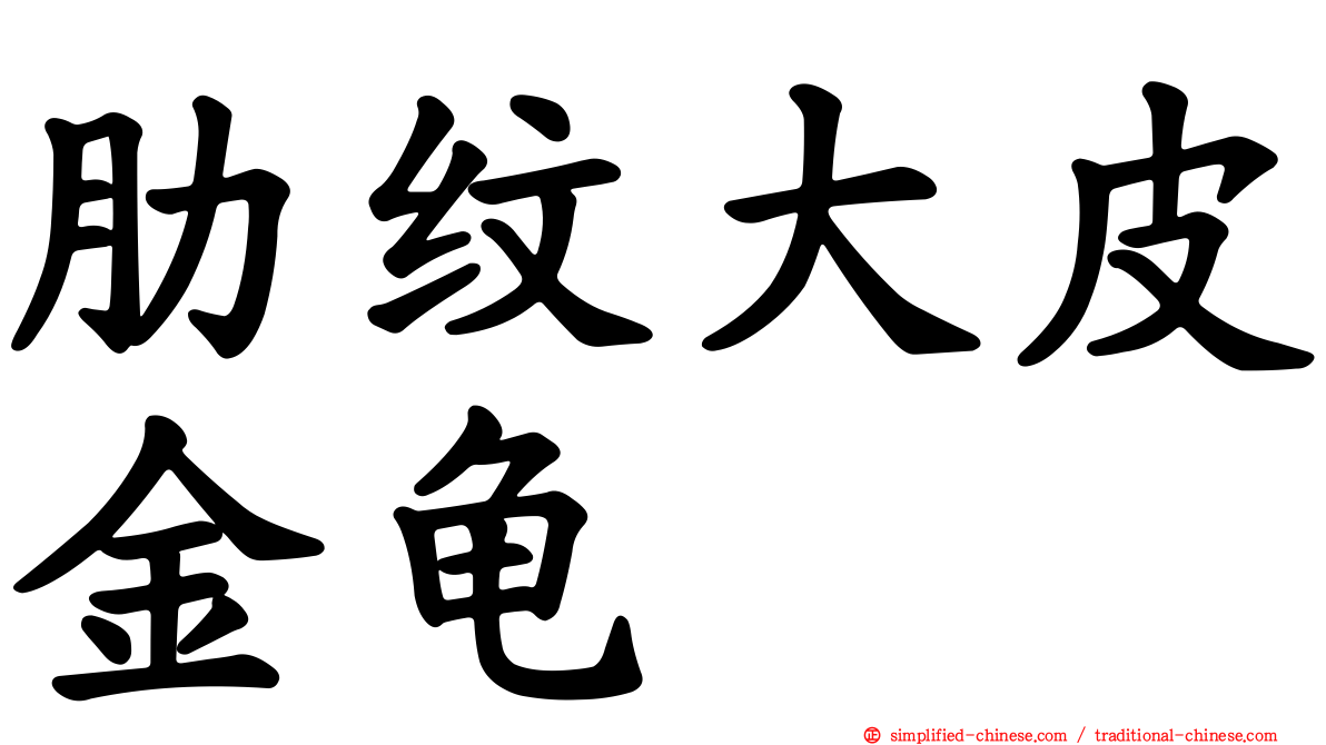 肋纹大皮金龟