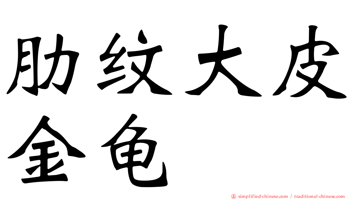 肋纹大皮金龟