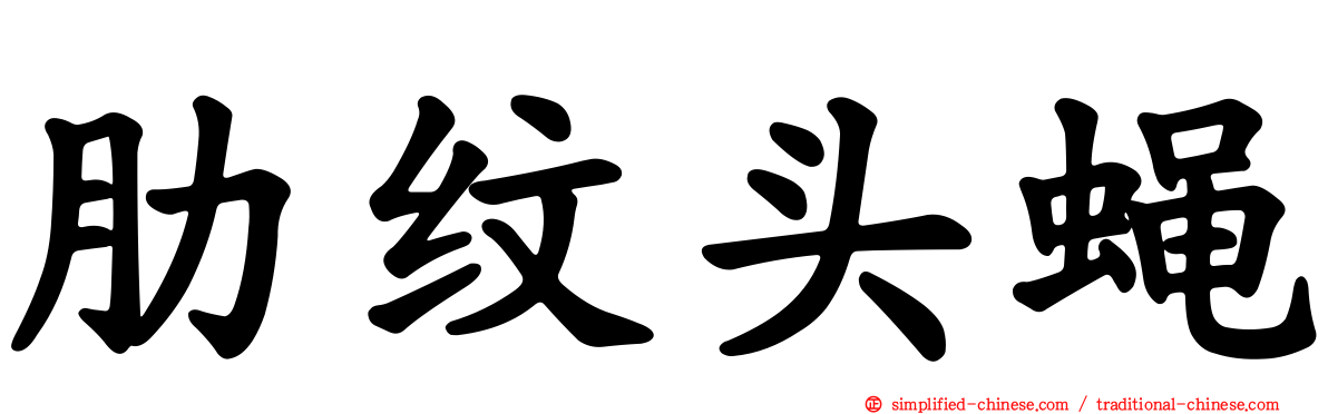 肋纹头蝇
