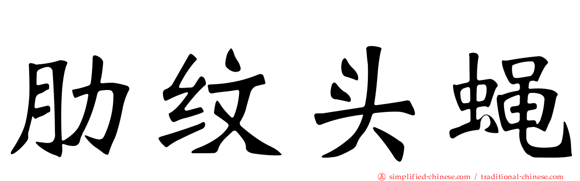 肋纹头蝇