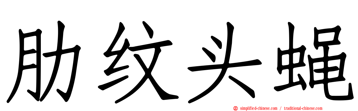 肋纹头蝇