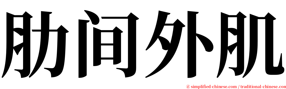 肋间外肌 serif font