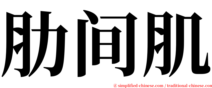 肋间肌 serif font