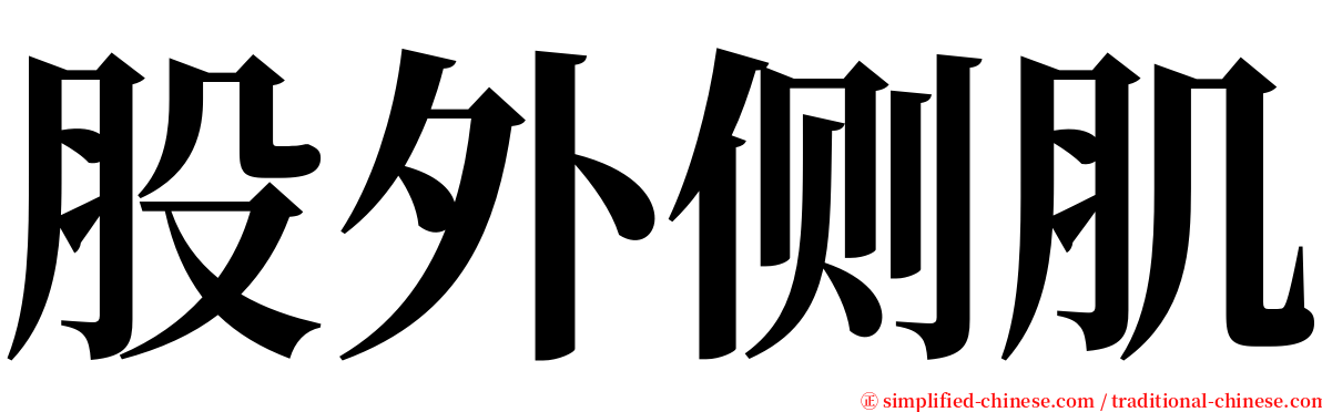 股外侧肌 serif font