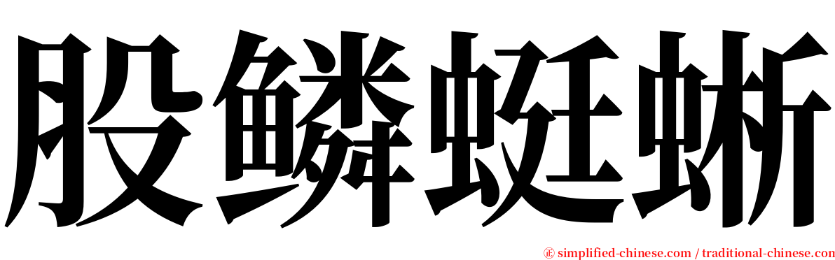 股鳞蜓蜥 serif font