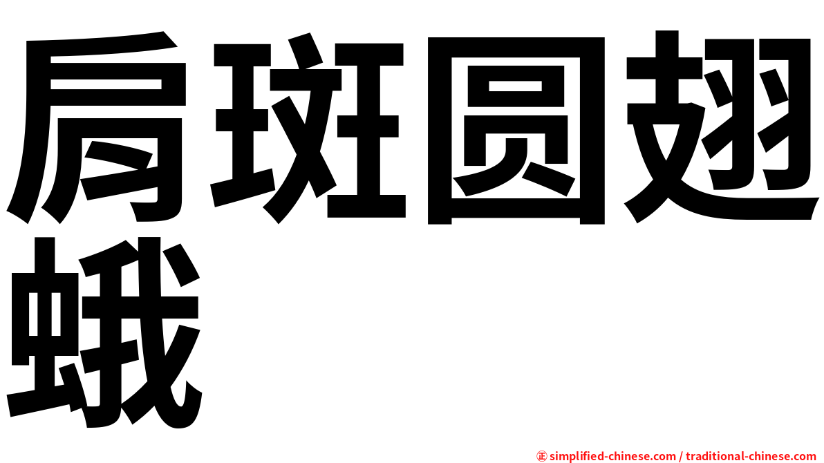 肩斑圆翅蛾