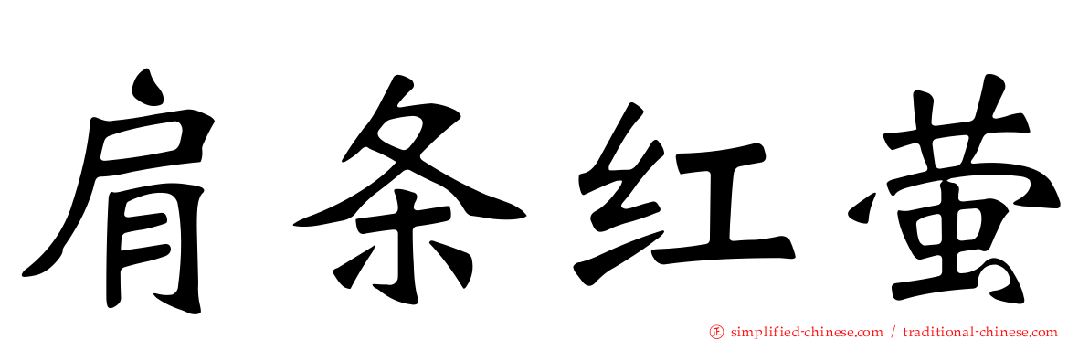 肩条红萤