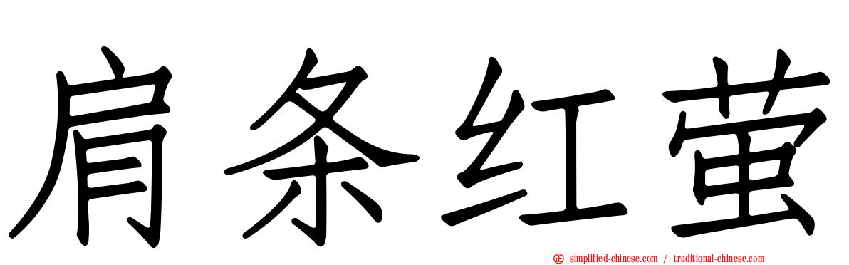 肩条红萤
