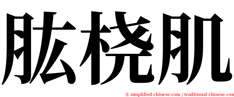 肱桡肌 serif font