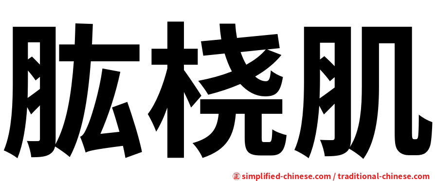 肱桡肌