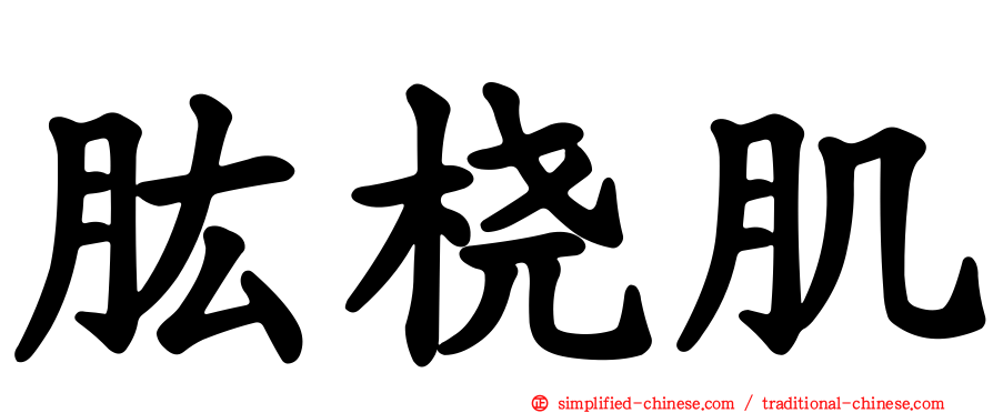 肱桡肌