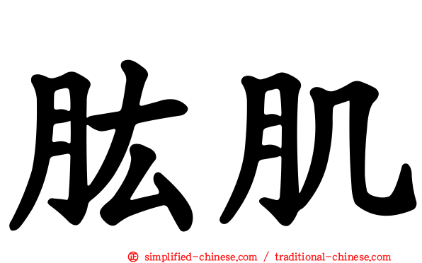 肱肌