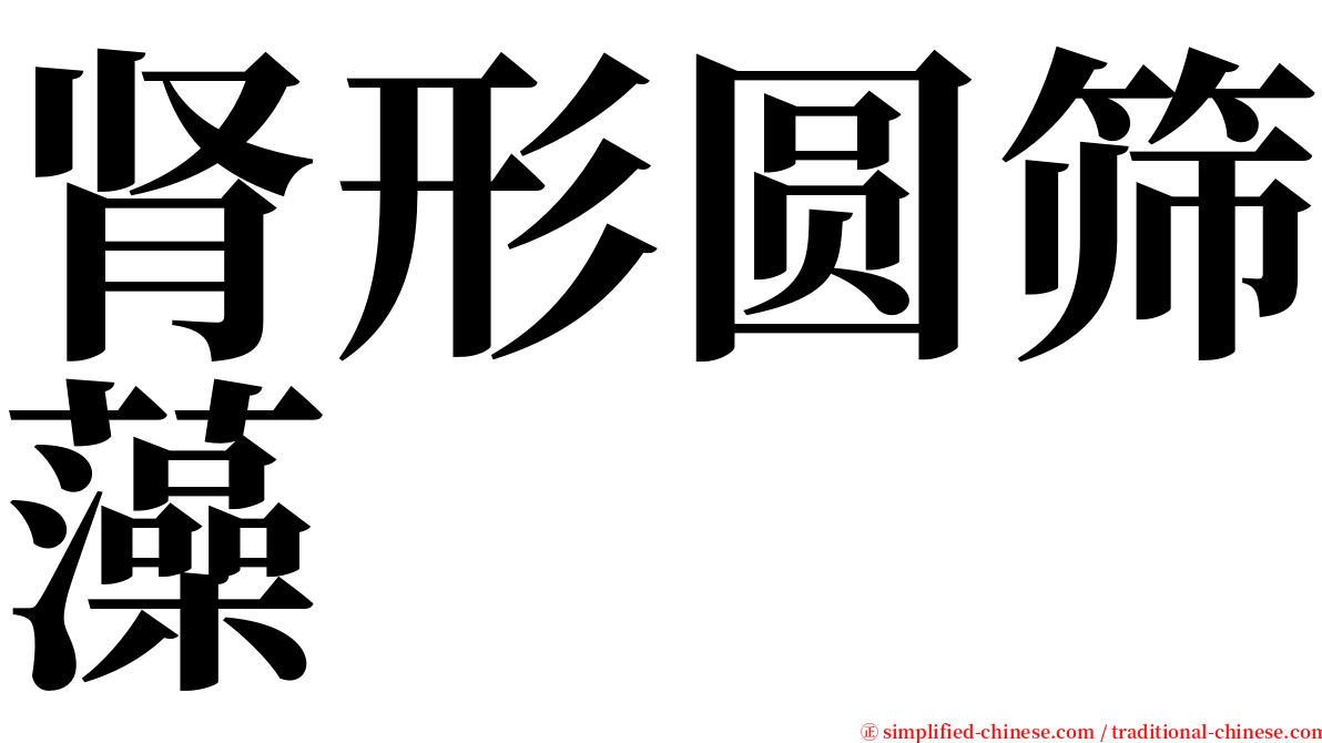 肾形圆筛藻 serif font