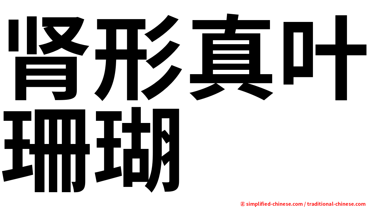 肾形真叶珊瑚