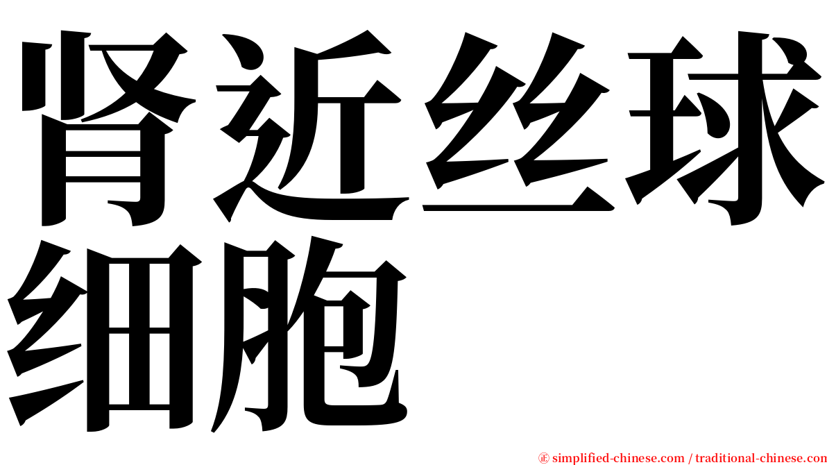 肾近丝球细胞 serif font