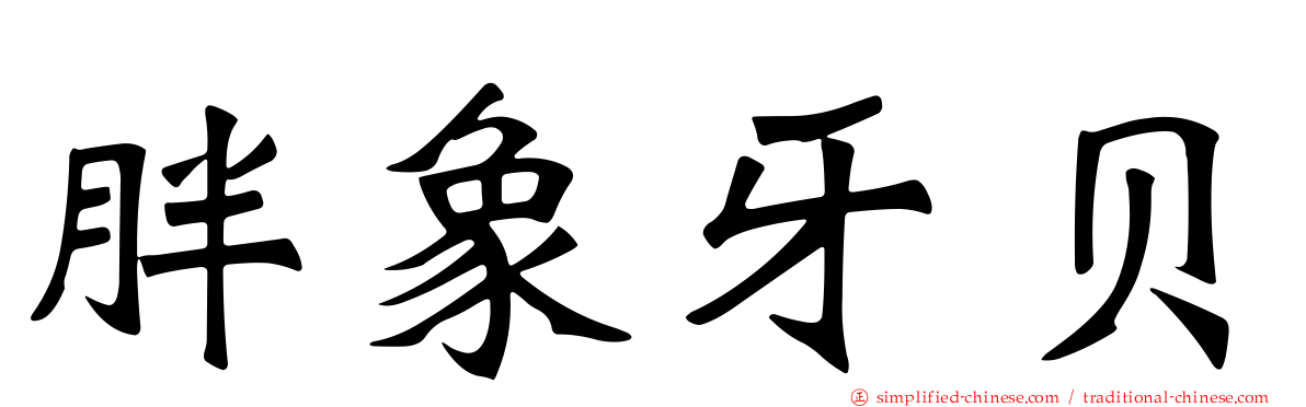 胖象牙贝