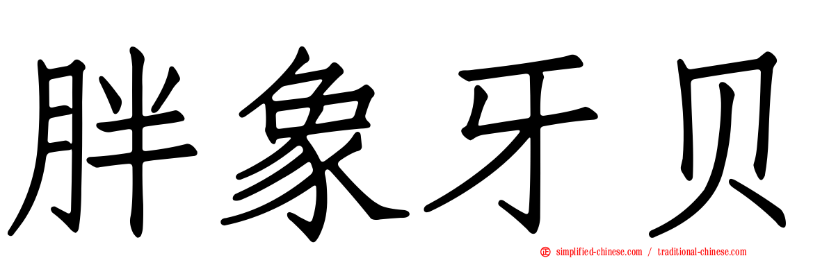 胖象牙贝