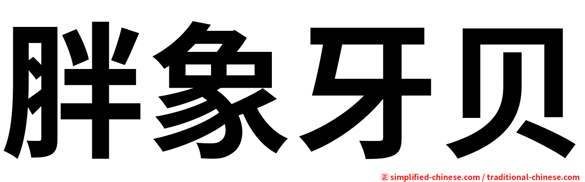 胖象牙贝