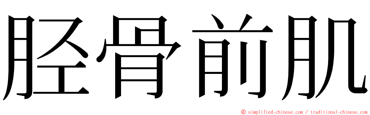 胫骨前肌 ming font