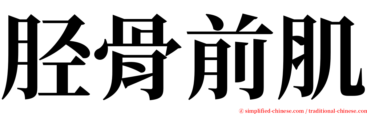 胫骨前肌 serif font