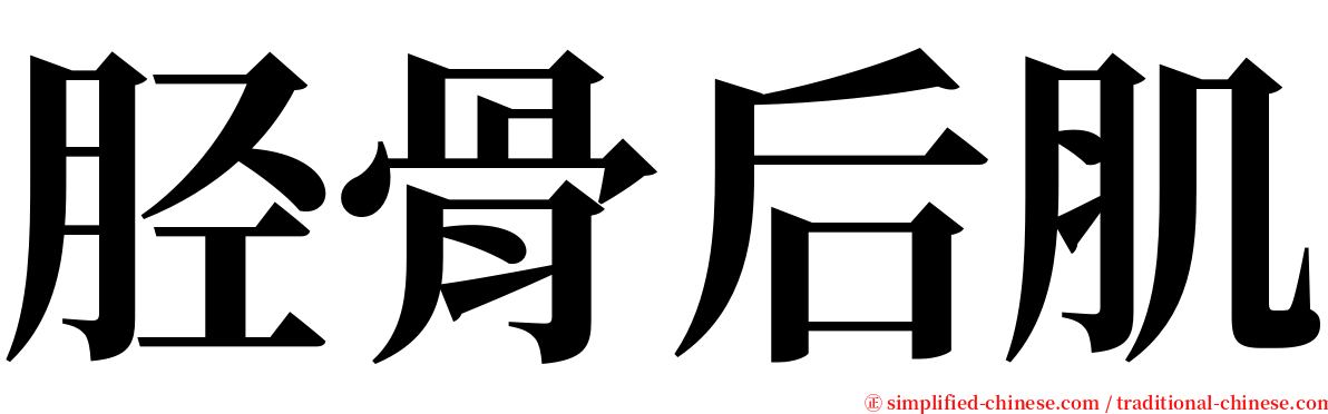 胫骨后肌 serif font