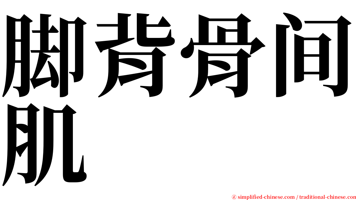 脚背骨间肌 serif font