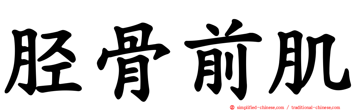 胫骨前肌