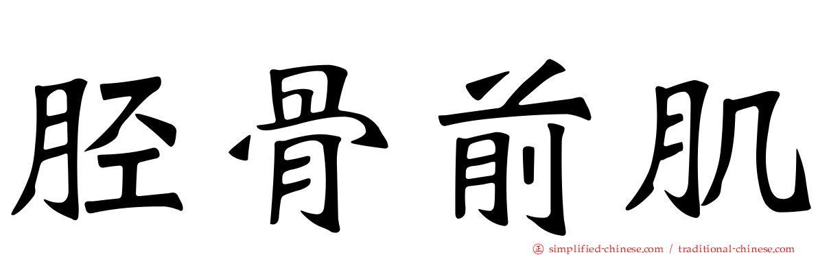 胫骨前肌