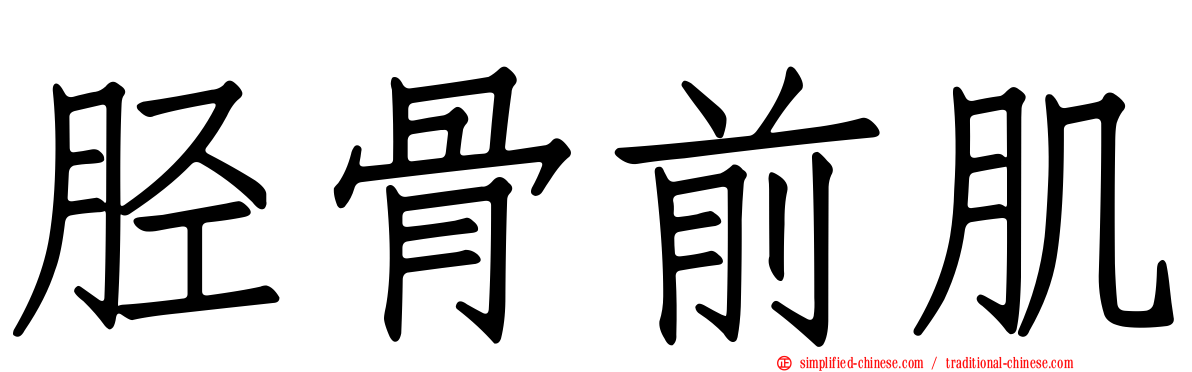 胫骨前肌