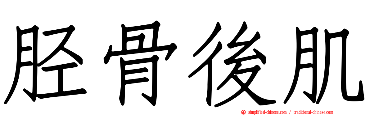 胫骨后肌