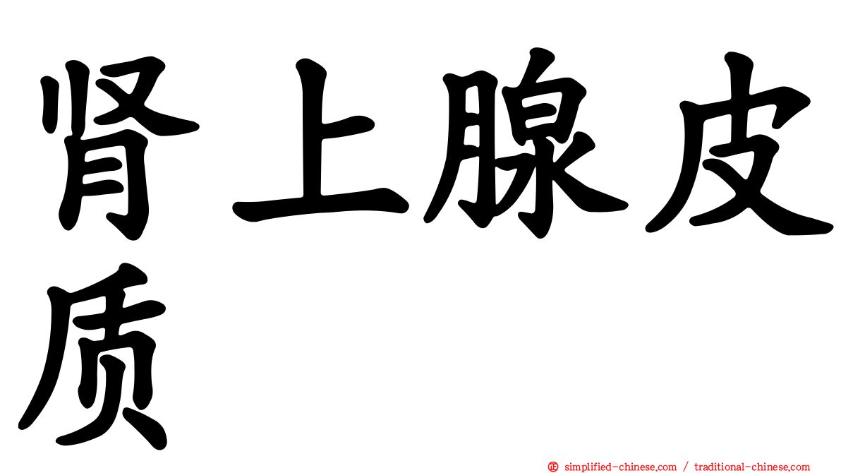 肾上腺皮质