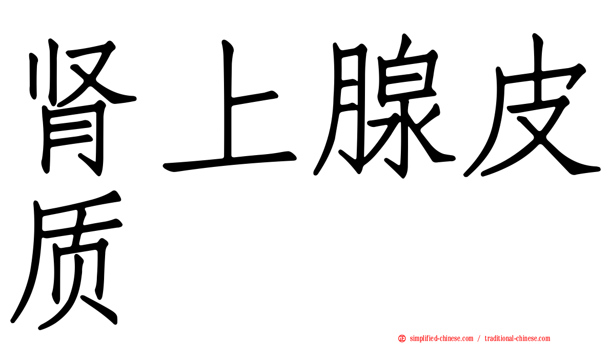 肾上腺皮质